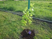 Výsadba na školní zahradě